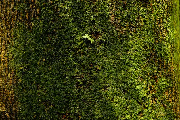 textura de fundo verde musgo