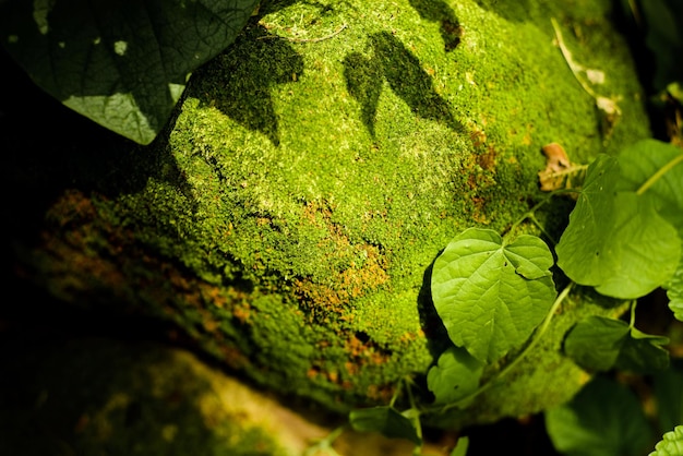 textura de fundo verde musgo