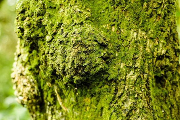 textura de fundo verde musgo