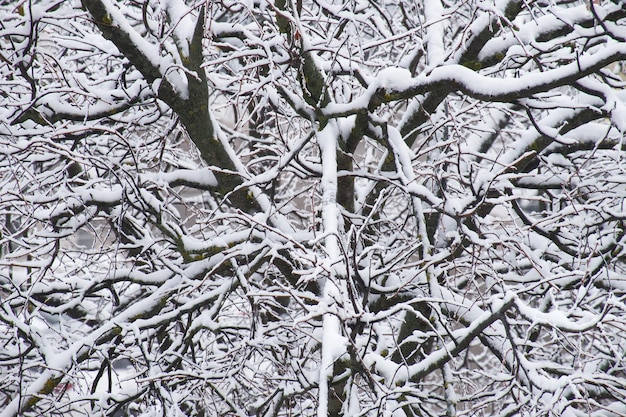 Textura de galhos de árvores cobertos pela neve na temporada de inverno Closeup padrão de floresta de inverno