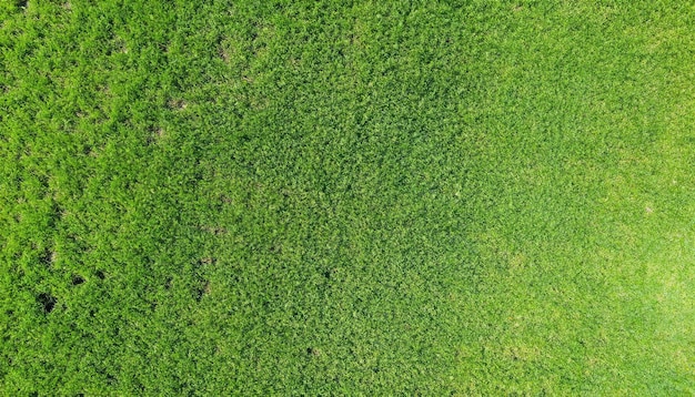 Textura de grama verde de fundo vista superior aérea