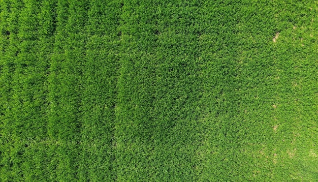 Textura de grama verde de fundo vista superior aérea