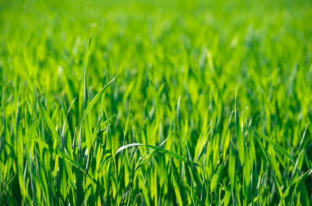 Textura de grama verde de um campo