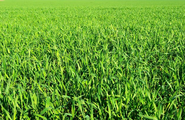 Textura de grama verde de um campo