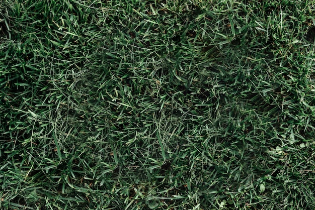 Textura de grama verde escura do fundo do campo de golfe