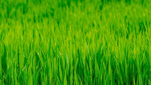 Textura de grama verde jovem primavera, fundo com grama. Grama no prado