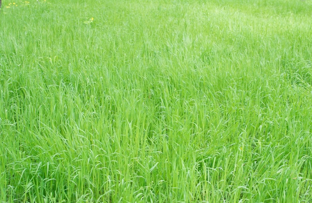 Textura de grama verde ou fundo de gramado