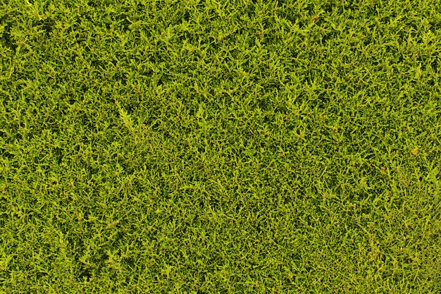 Textura de grama verde ou plano de fundo