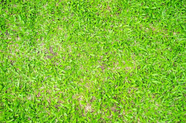 Textura de grama verde para fundo Padrão de grama verde e textura de fundo Closeup