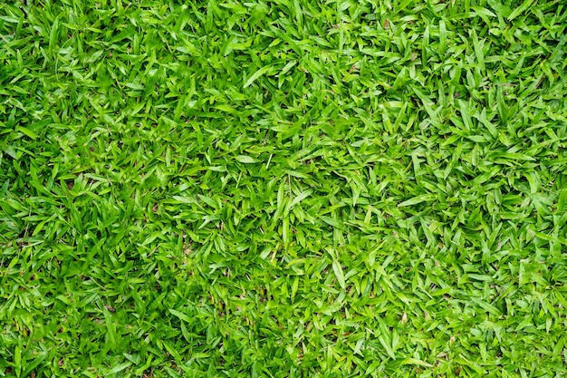 Textura de grama verde para segundo plano. Padrão de gramado verde e fundo de textura. Fechar-se.