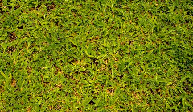 Textura de grama verde, vista superior do jardim de grama brilhante