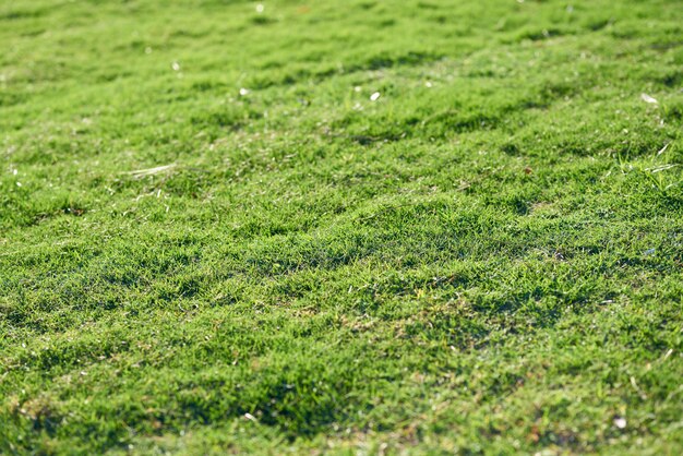 Textura de grama verde