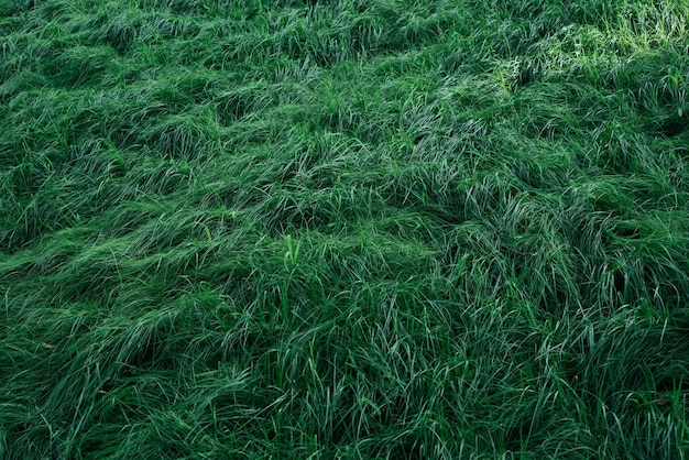 Textura de grama verde