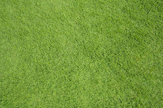 Textura de grama verde