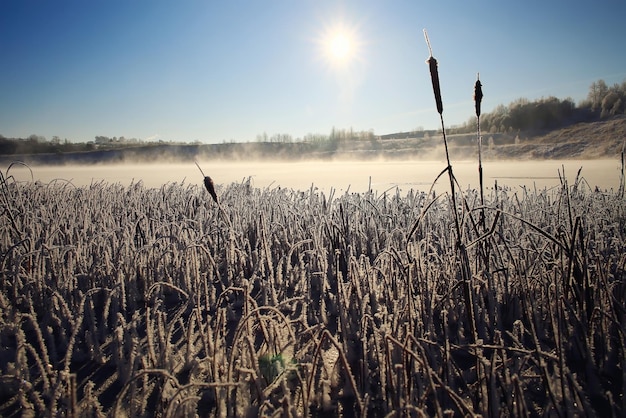 Foto textura de inverno frost ramos folhas fundo