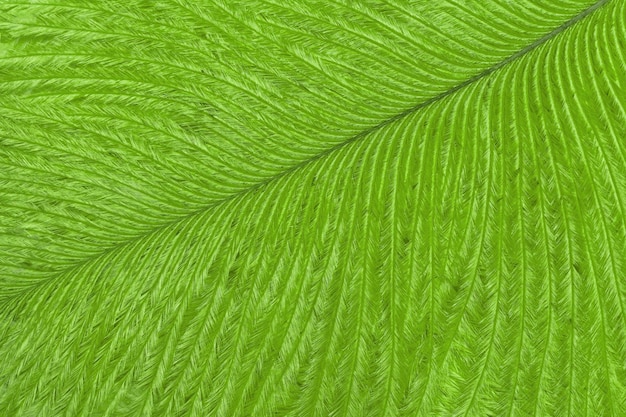 Textura de macro de fundo de pena de pássaro tropical verde-claro Estrutura de plumagem fofa de azeitona