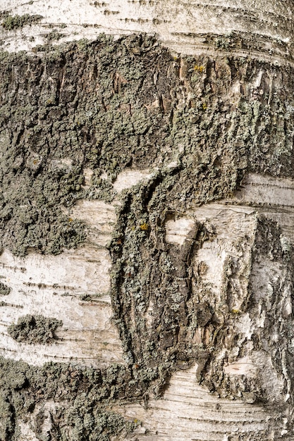 Textura de madeira bétula de casca de árvore áspera escura cor marrom com espaço de cópia