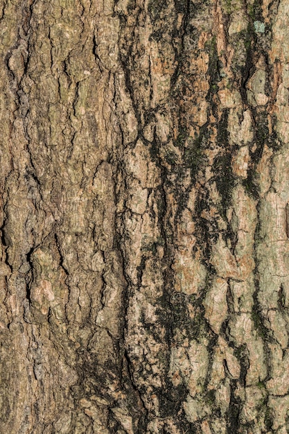 textura de madeira de árvore