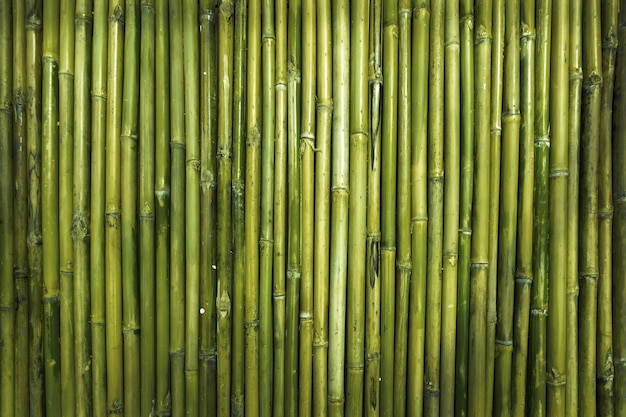 Textura de madeira de bambu verde para parede de jardim de defesa