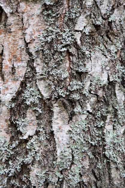 Textura de madeira de casca de árvore usada como pano de fundo natural. textura de abetos e pinheiros.