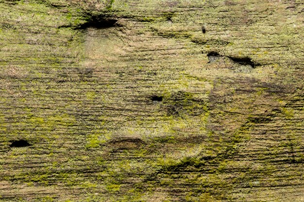 Textura de madeira de fundo