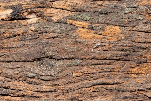 Textura de madeira de fundo