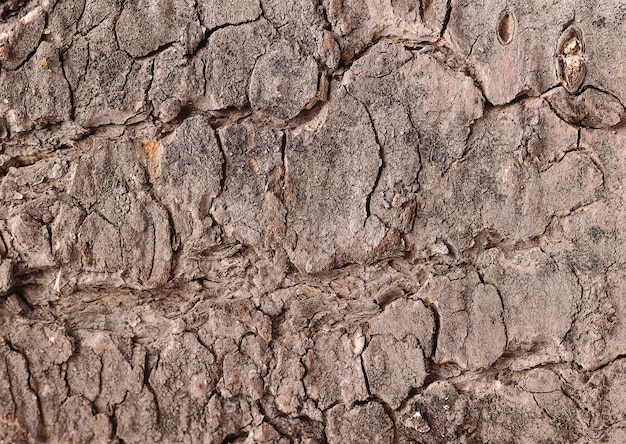 Textura de madeira de pano de papel