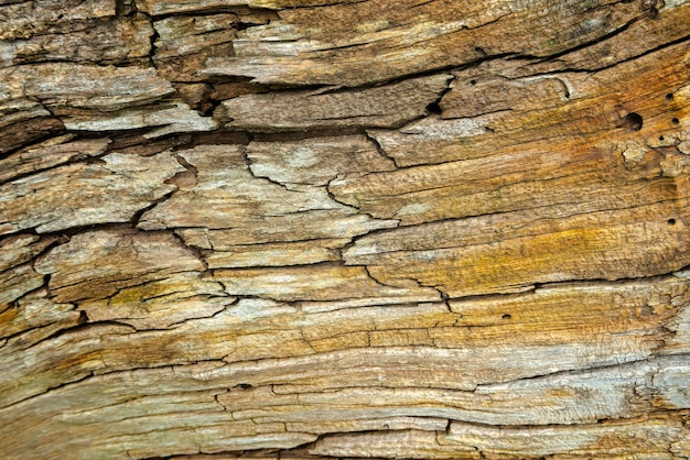 Textura de madeira fechada Rachaduras longitudinais no interior da árvore