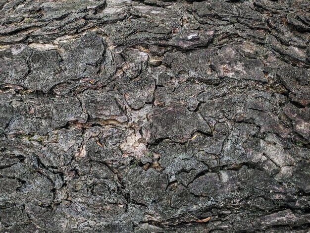 Textura de madeira fundo superfície antigo padrão natural