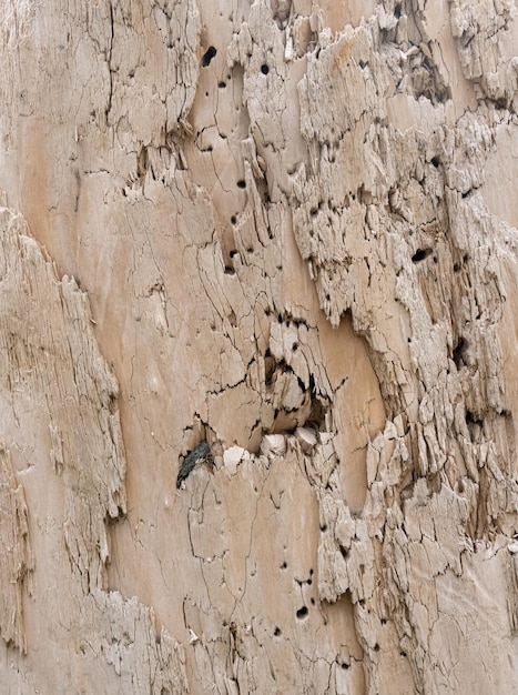 Textura de madeira fundo superfície antigo padrão natural