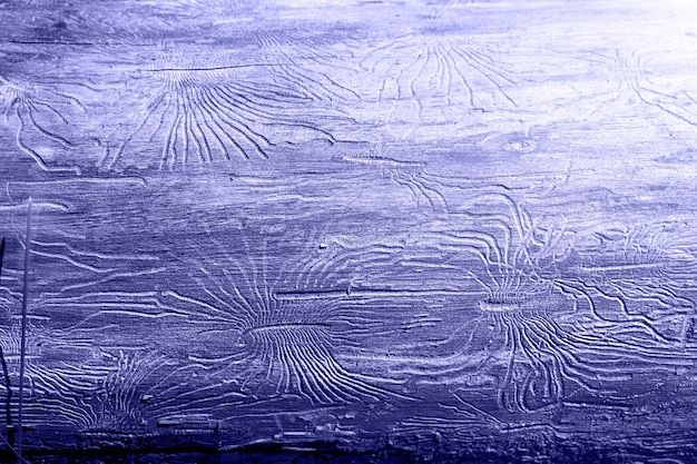 Textura de madeira natural com linhas desenhadas por um besouro da casca em forma de aranha. Fundo, besouro de casca, tronco de árvore