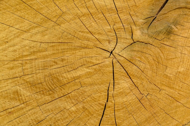 Textura de madeira natural para a seção transversal de fundo