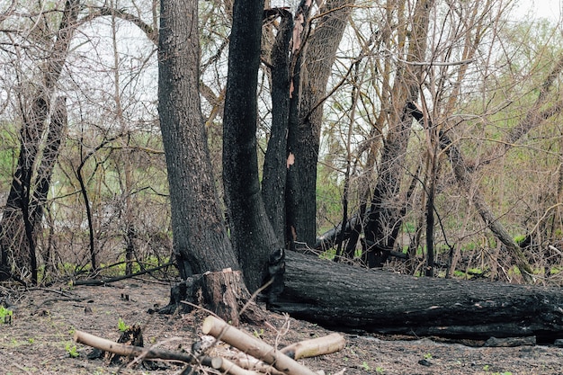 Textura de madeira queimada, carvão. Consequências de um incêndio florestal.