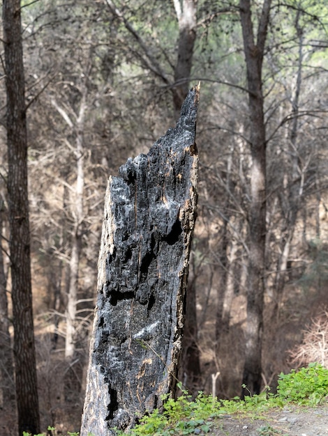 Textura de madeira queimada um pedaço de pinheiro que se transformou em carvão preto após um incêndio florestal perigoso