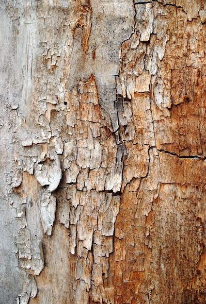 Textura de madeira rachada