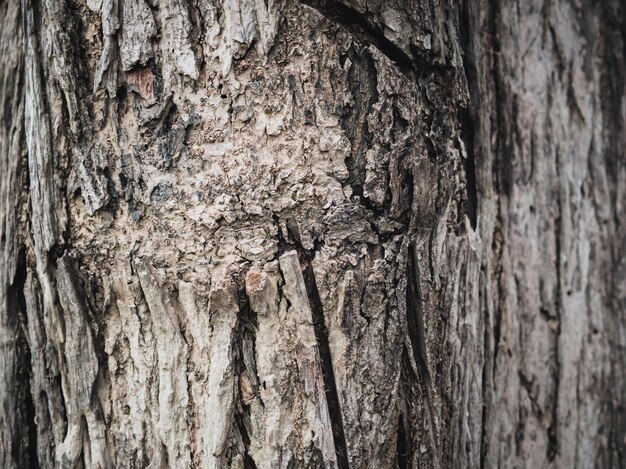 Foto textura de madeira robusta fundo de pinheiro áspero