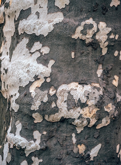 Textura de madeira velha árvore. Plano de fundo e padrão.