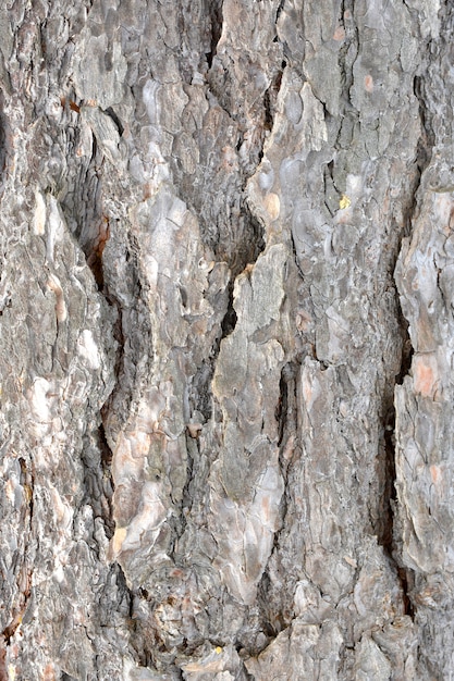 Textura de madeira velha para o fundo no estilo rústico.