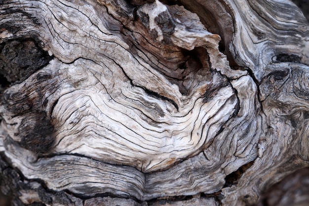 Textura de madeira