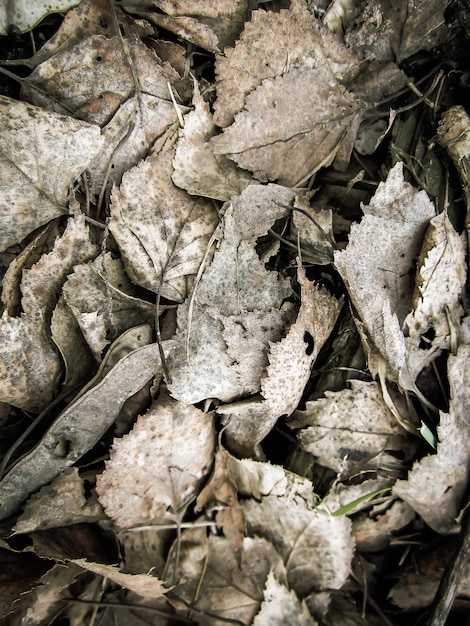 Textura de madeira