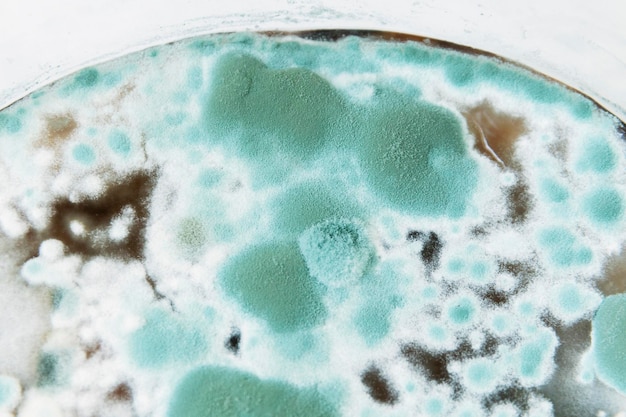 Textura de mofo e fungos, microbiologia, abstrato