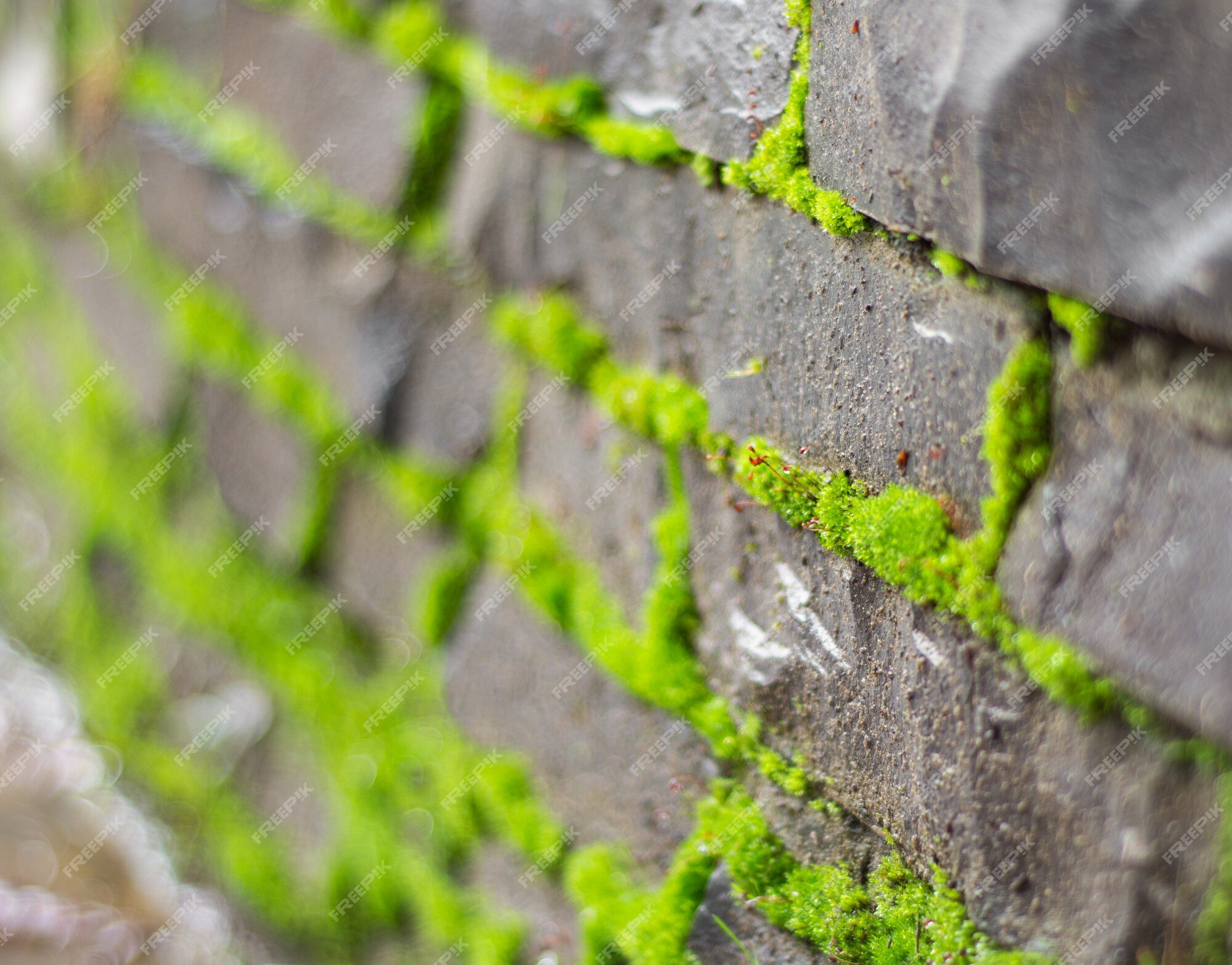 Muro De Pedra Com Musgo E Plantas Verdes. Captura De Reforço Da Via De  Cobertura. Pavimentação De Pedra Natural No Parque Próximo. Imagem de Stock  - Imagem de velho, estrutura: 262768673