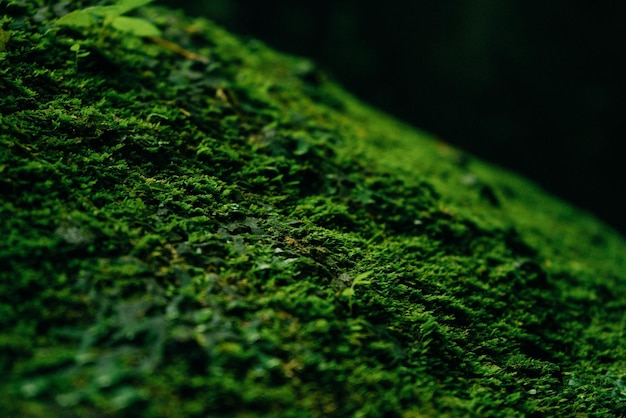 Textura de musgo verde e folhas no fundo de pedra