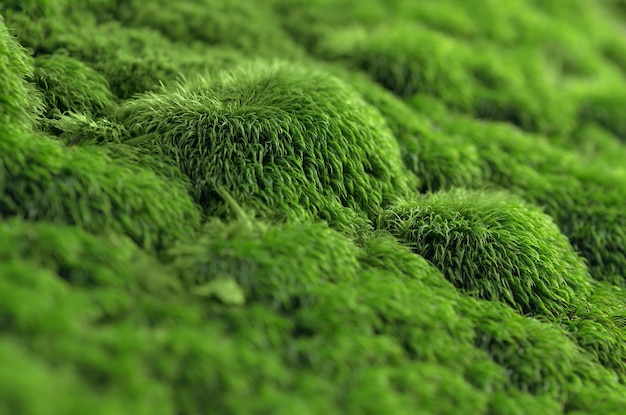 Textura de musgo verde em uma rocha.