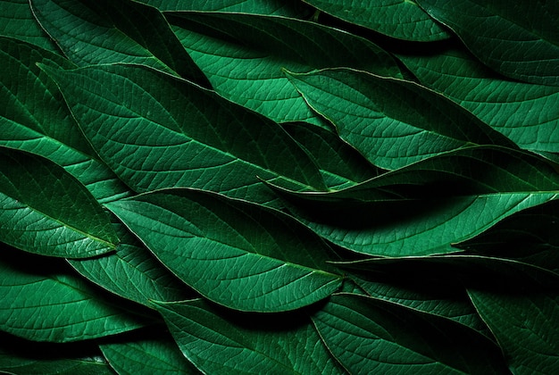 Textura de padrão de folha verde. Fundo de textura de folha