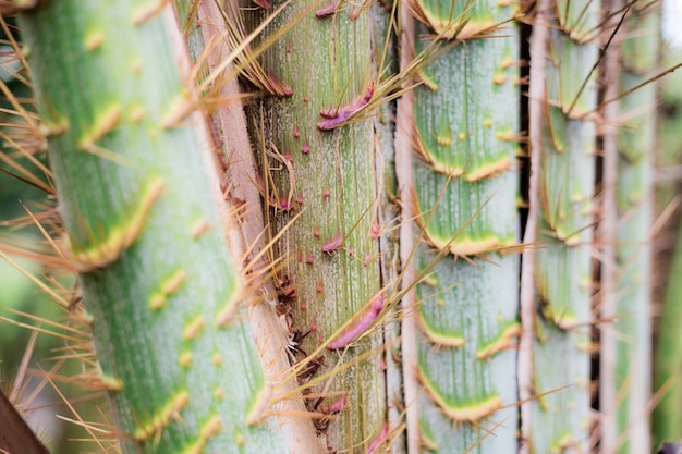 Textura de palmeira.