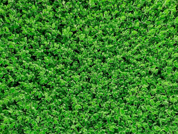 Textura de parede de grama verde para design de pano de fundo e parede ecológica e corte para obras de arte