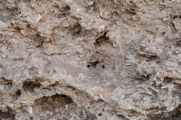 Textura de pedra calcária sedimentar com conchas