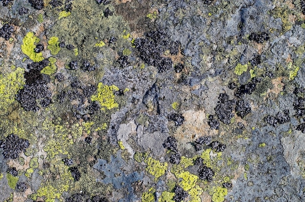 Textura de pedra de musgo