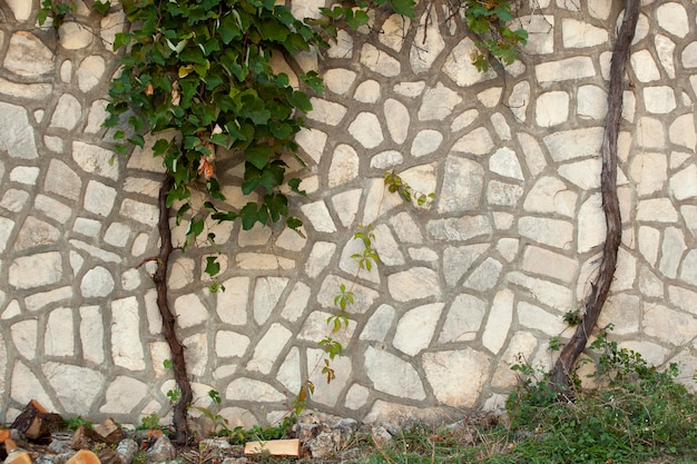 Textura de pedra em uma parede em Montenegro Uma antiga parede de pedra cinza com plantas enroladas